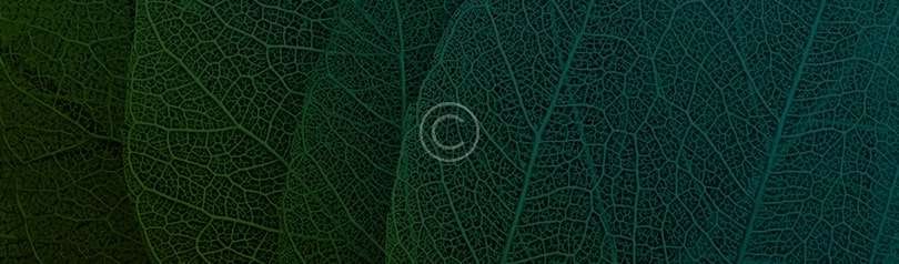 The Meaning of Words and Actions